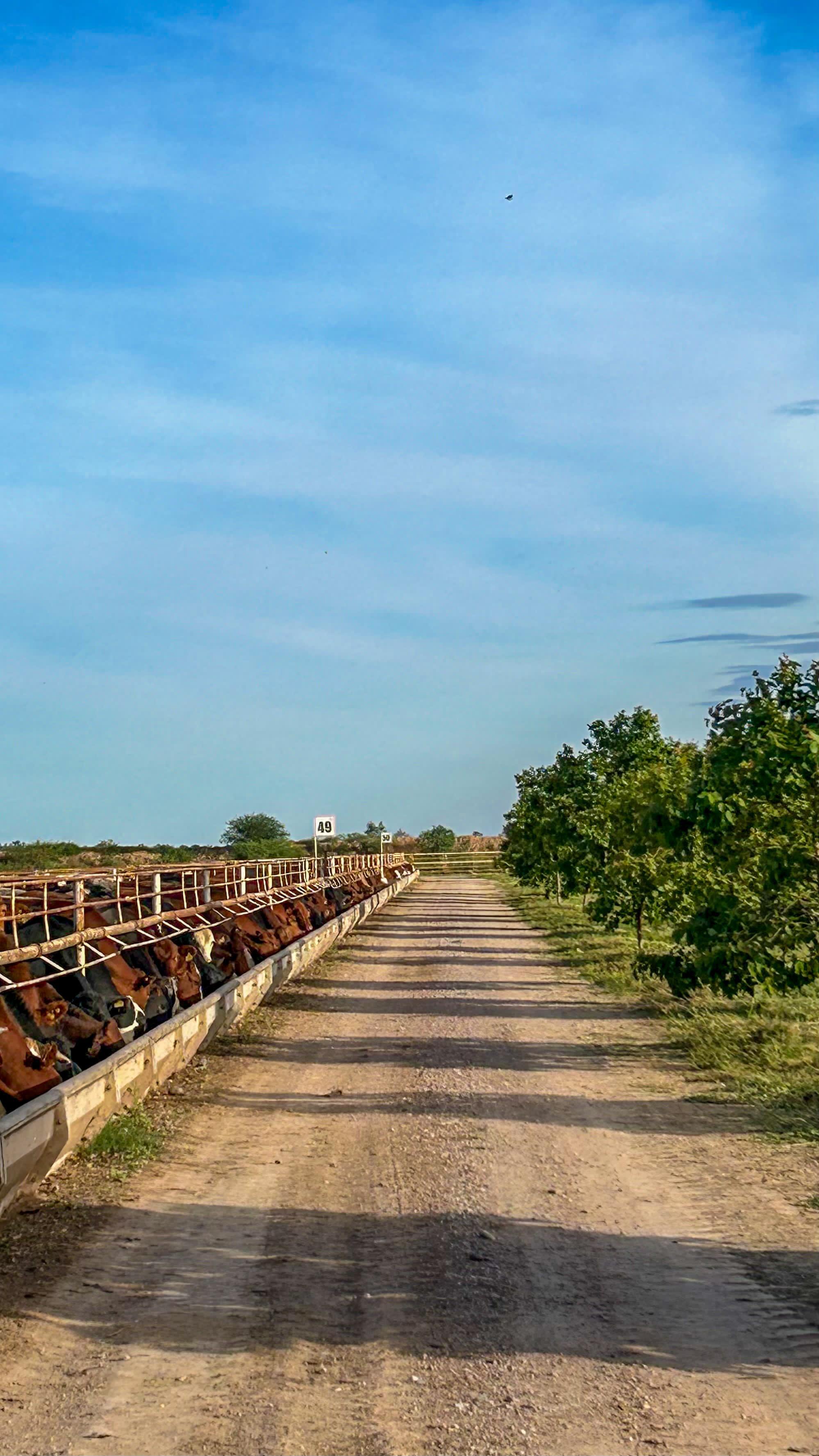Control de calidad en feedlot